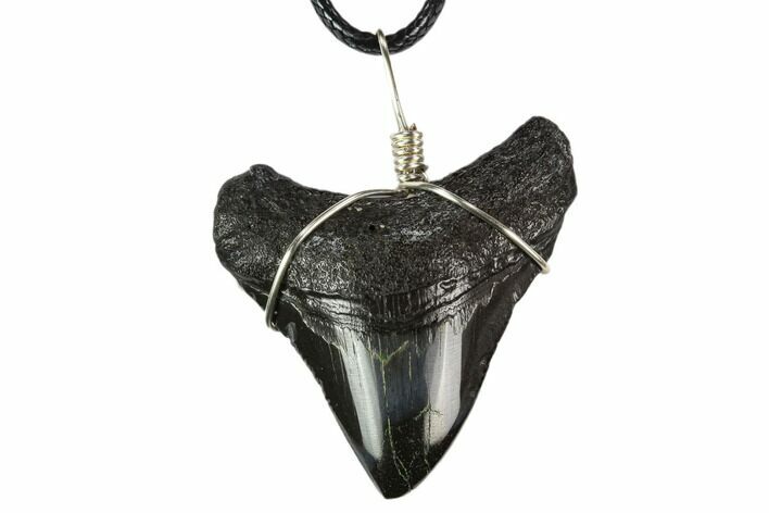 1.75" Fossil Megalodon Tooth Necklace